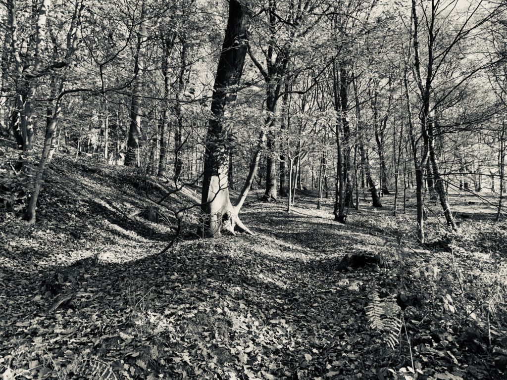 The Valkeniers woods